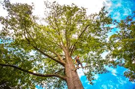 Best Tree Cabling and Bracing  in Georgetown, DE