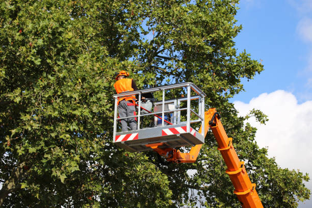 Best Arborist Consultation Services  in Georgetown, DE