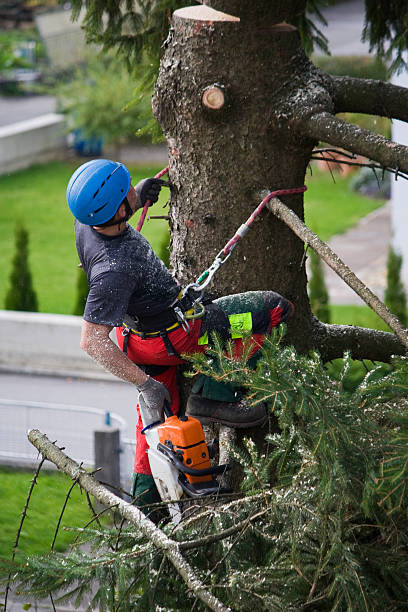 Best Palm Tree Trimming  in Georgetown, DE