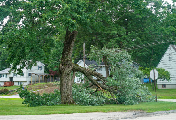 Best Storm Damage Tree Cleanup  in Georgetown, DE