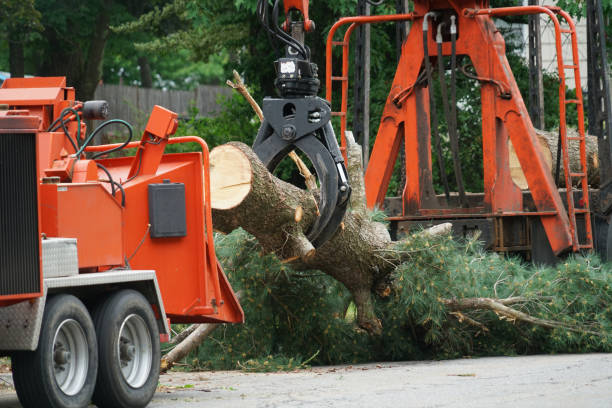 Best Leaf Removal  in Georgetown, DE