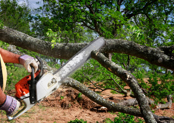 Best Tree and Shrub Care  in Georgetown, DE